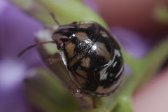 Hemiptera