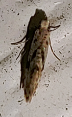 Nemapogon auropulvella