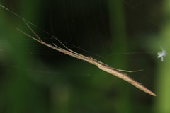 Tetragnatha