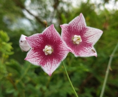 Oxystelma esculentum