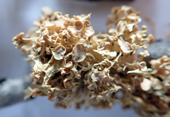 Ramalina glaucescens