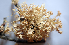 Ramalina glaucescens