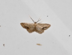 Idaea dimidiata
