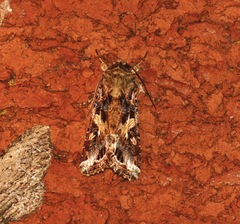 Spodoptera ornithogalli