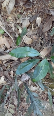Fontainea australis