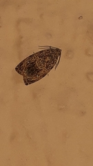 Lepidoptera