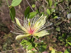 Capparis zeylanica