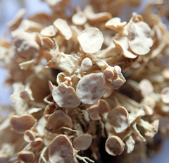 Ramalina glaucescens