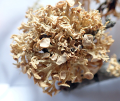 Ramalina glaucescens