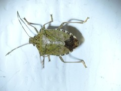 Halyomorpha halys