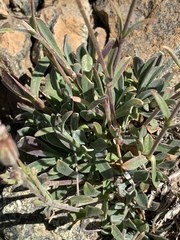Silene grayi
