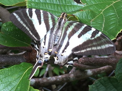 Protographium leosthenes