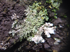 Fungi