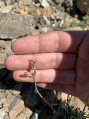 Silene grayi