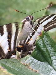 Protographium leosthenes