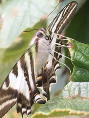 Protographium leosthenes