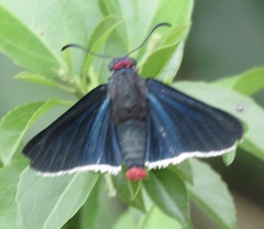 Pyrrhopyge zenodorus