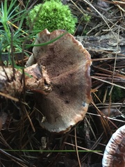 Hydnellum scrobiculatum