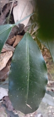 Fontainea australis