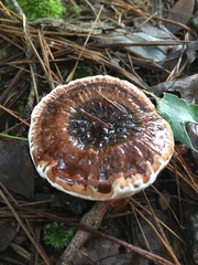 Hydnellum scrobiculatum