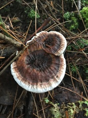 Hydnellum scrobiculatum