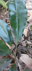 Fontainea australis