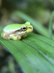 Hyla japonica