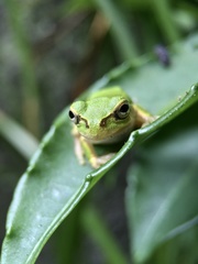 Hyla japonica