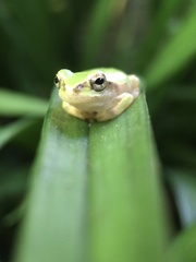Hyla japonica