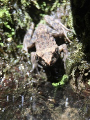 Glandirana rugosa