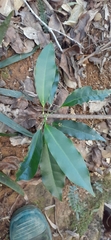 Fontainea australis