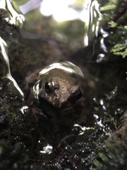 Glandirana rugosa