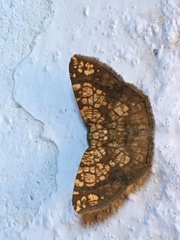 Nematocampa completa