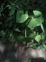 Spananthe paniculata