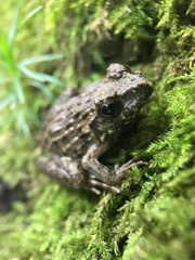 Glandirana rugosa