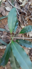Fontainea australis