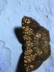 Nematocampa completa