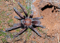 Thrigmopoeus truculentus