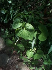 Spananthe paniculata