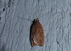 Planotortrix notophaea