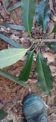 Fontainea australis