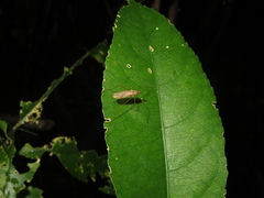 Amphineurus insulsus