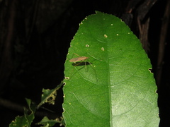 Amphineurus insulsus