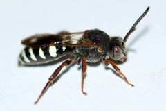Nomada vicina