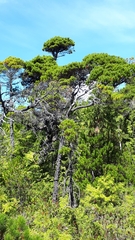 Pinus contorta contorta