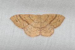 Cyclophora dataria