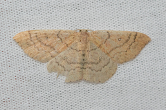 Cyclophora dataria