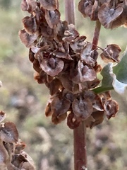 Rumex patientia