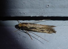 Tinea pallescentella