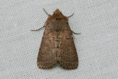 Homorthodes communis